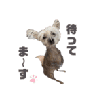 N家のわんにゃんこ（日常編）（個別スタンプ：8）