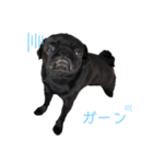 N家のわんにゃんこ（日常編）（個別スタンプ：9）