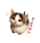 N家のわんにゃんこ（日常編）（個別スタンプ：10）
