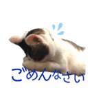 N家のわんにゃんこ（日常編）（個別スタンプ：15）