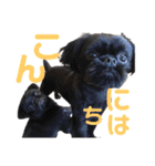 N家のわんにゃんこ（日常編）（個別スタンプ：24）