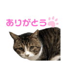 くるぶし先輩（個別スタンプ：5）