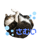くるぶし先輩（個別スタンプ：34）