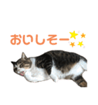 くるぶし先輩（個別スタンプ：37）
