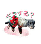 トイプードル リリィのスタンプ（個別スタンプ：23）