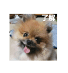 愛犬 山下ハル（個別スタンプ：1）