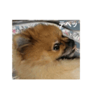 愛犬 山下ハル（個別スタンプ：2）