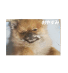 愛犬 山下ハル（個別スタンプ：5）