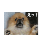 愛犬 山下ハル（個別スタンプ：6）