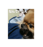 愛犬 山下ハル（個別スタンプ：8）