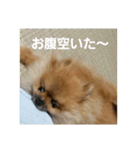 愛犬 山下ハル（個別スタンプ：9）