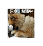 愛犬 山下ハル（個別スタンプ：10）