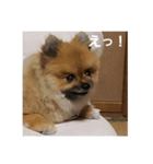 愛犬 山下ハル（個別スタンプ：11）