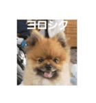 愛犬 山下ハル（個別スタンプ：12）