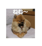 愛犬 山下ハル（個別スタンプ：13）