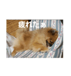 愛犬 山下ハル（個別スタンプ：14）