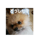愛犬 山下ハル（個別スタンプ：15）
