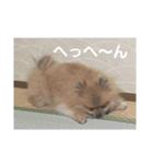 愛犬 山下ハル（個別スタンプ：16）