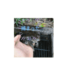 爬虫類多め 生き物のスタンプ（個別スタンプ：3）