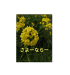 爬虫類多め 生き物のスタンプ（個別スタンプ：21）