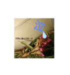 爬虫類多め 生き物のスタンプ（個別スタンプ：22）