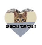 今日のこむぎたん（個別スタンプ：40）