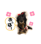 うちのぷ〜ちゃんの彼女レンちゃん♡（個別スタンプ：1）