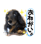 うちのぷ〜ちゃんの彼女レンちゃん♡（個別スタンプ：13）
