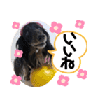 うちのぷ〜ちゃんの彼女レンちゃん♡（個別スタンプ：30）