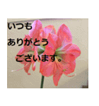 【お花のあいさつスタンプ】（個別スタンプ：30）