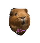 モルモットのチョコパンダ2（個別スタンプ：5）