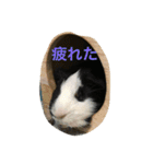 モルモットのチョコパンダ2（個別スタンプ：6）