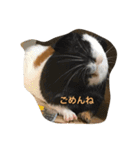 モルモットのチョコパンダ2（個別スタンプ：13）
