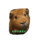 モルモットのチョコパンダ2（個別スタンプ：14）