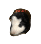 モルモットのチョコパンダ2（個別スタンプ：19）