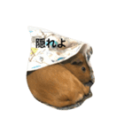 モルモットのチョコパンダ2（個別スタンプ：23）