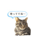 みるくのお友達（個別スタンプ：16）