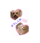 まろんLoveここあ(*˙˘˙)♡（個別スタンプ：5）