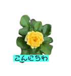 季節のお花（個別スタンプ：1）