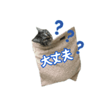 我が家のまいりー3（個別スタンプ：3）