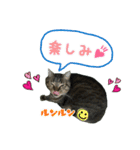 我が家のまいりー3（個別スタンプ：5）