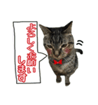 我が家のまいりー3（個別スタンプ：13）