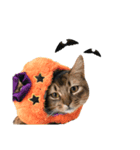 HELLOWEENにゃの⁉︎（個別スタンプ：4）