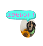 まるこ14（個別スタンプ：8）