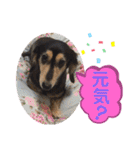 まるこ14（個別スタンプ：15）