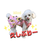 Poodle Mimi（個別スタンプ：2）