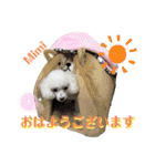 Poodle Mimi（個別スタンプ：3）