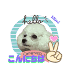 Poodle Mimi（個別スタンプ：4）