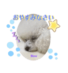 Poodle Mimi（個別スタンプ：5）