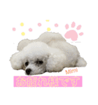 Poodle Mimi（個別スタンプ：6）
